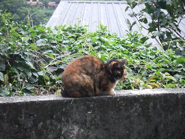 20100327金瓜石爬山猴狪喵喵 187.JPG