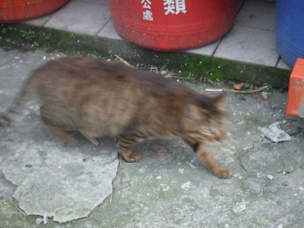 20100327金瓜石爬山猴狪喵喵 188.JPG