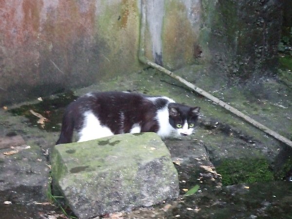 20100327金瓜石爬山猴狪喵喵 199.JPG