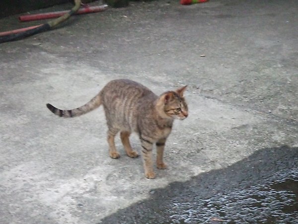 20100327金瓜石爬山猴狪喵喵 200.JPG