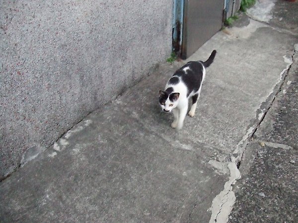 20100327金瓜石爬山猴狪喵喵 205.JPG