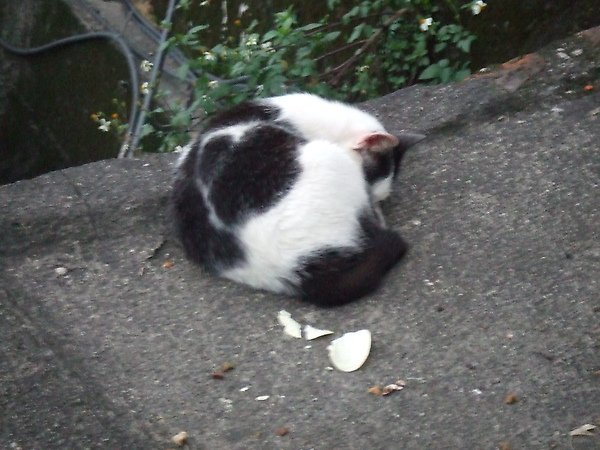 20100327金瓜石爬山猴狪喵喵 215.JPG