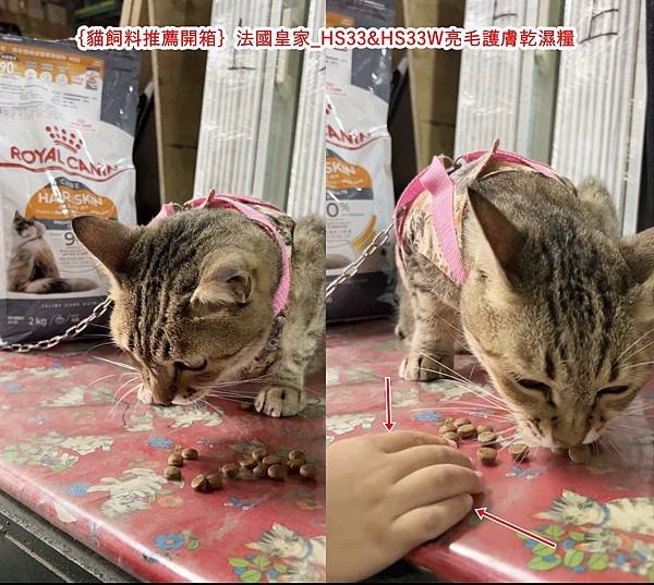 ｛貓飼料推薦開箱｝ROYAL CANIN法國皇家-保健貓系列