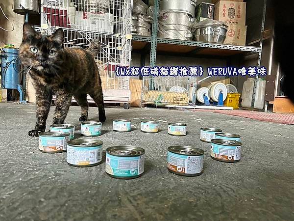 ｛Wx超低磷貓罐推薦｝WERUVA唯美味_超好吃低磷貓罐_超