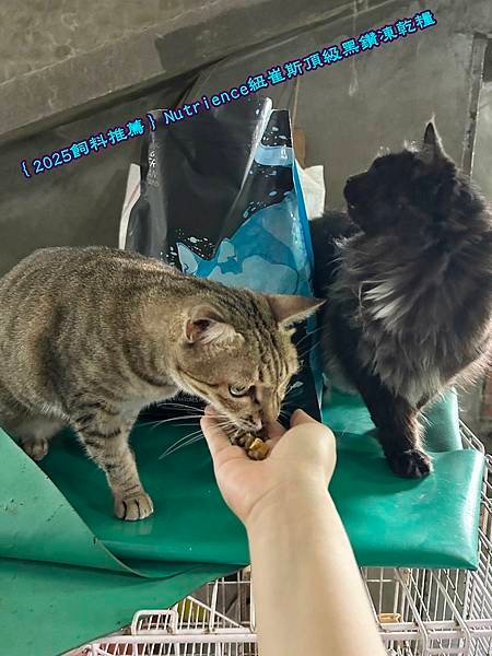 ｛2025飼料推薦｝Nutrience紐崔斯頂級黑鑽凍乾糧_