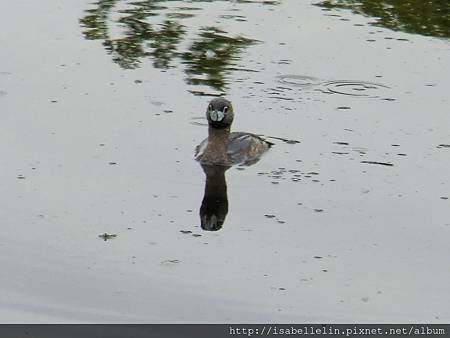 pied bill grebe2