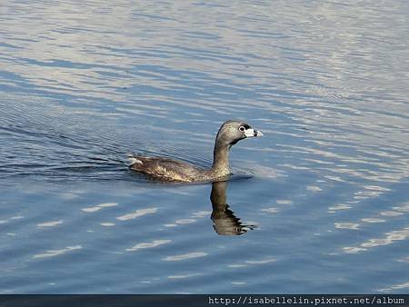 pied bill grebe