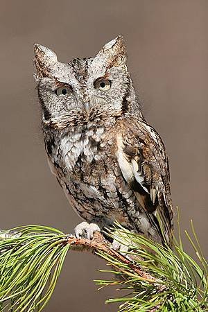 Eastern_Screech_Owl.jpg