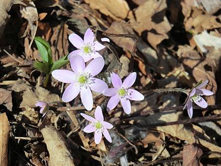 Anemone Hepatica 1.JPG