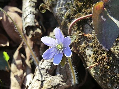 Anemone Hepatica 2.JPG