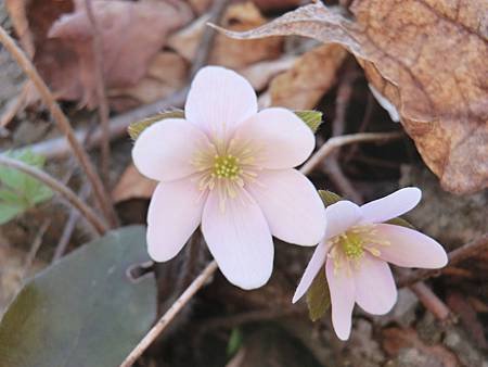 Anemone Hepatica 3.JPG