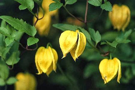 Clematis tangutica.jpg