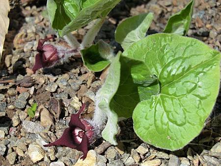 Wild Ginger 2.JPG