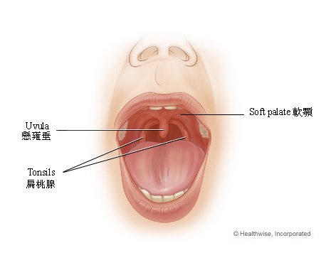 Uvula&amp;Tonsils.bmp
