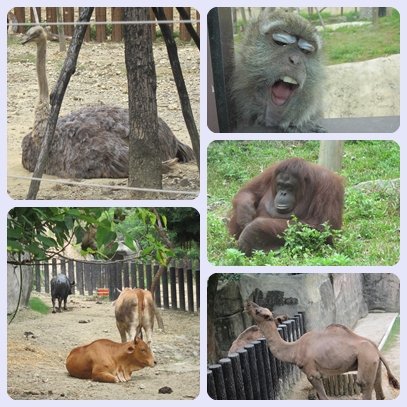 動物園02.jpg