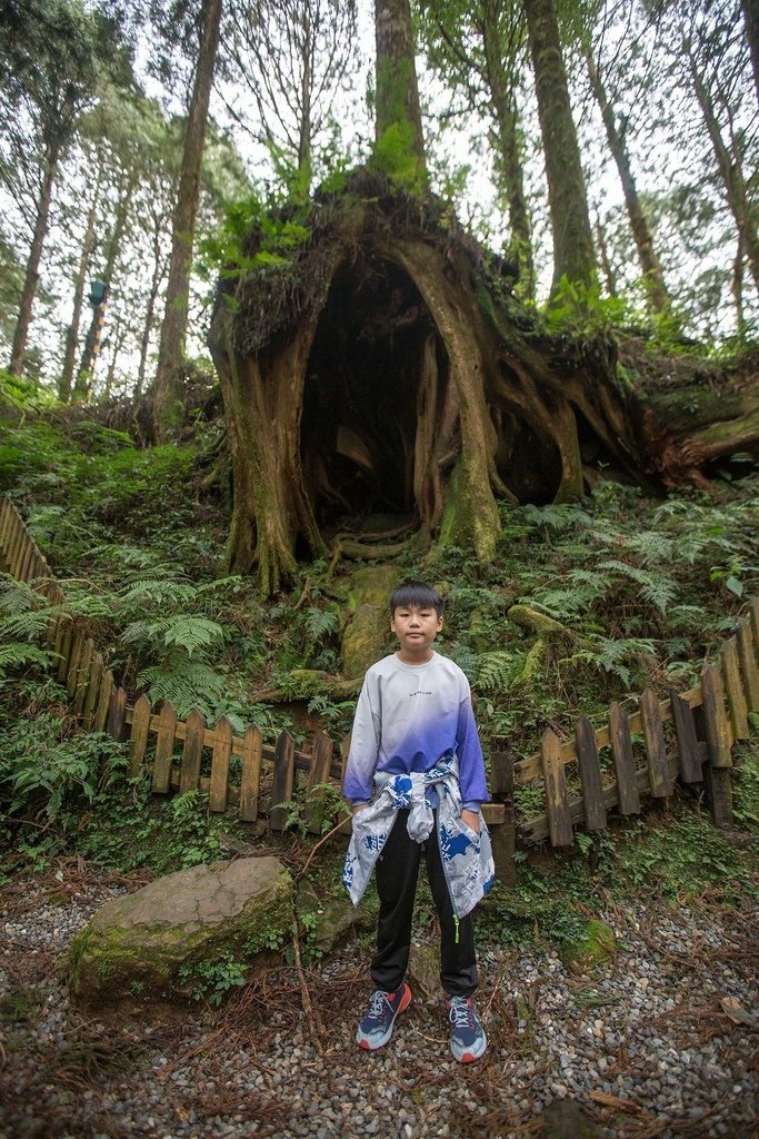 阿里山追雲海