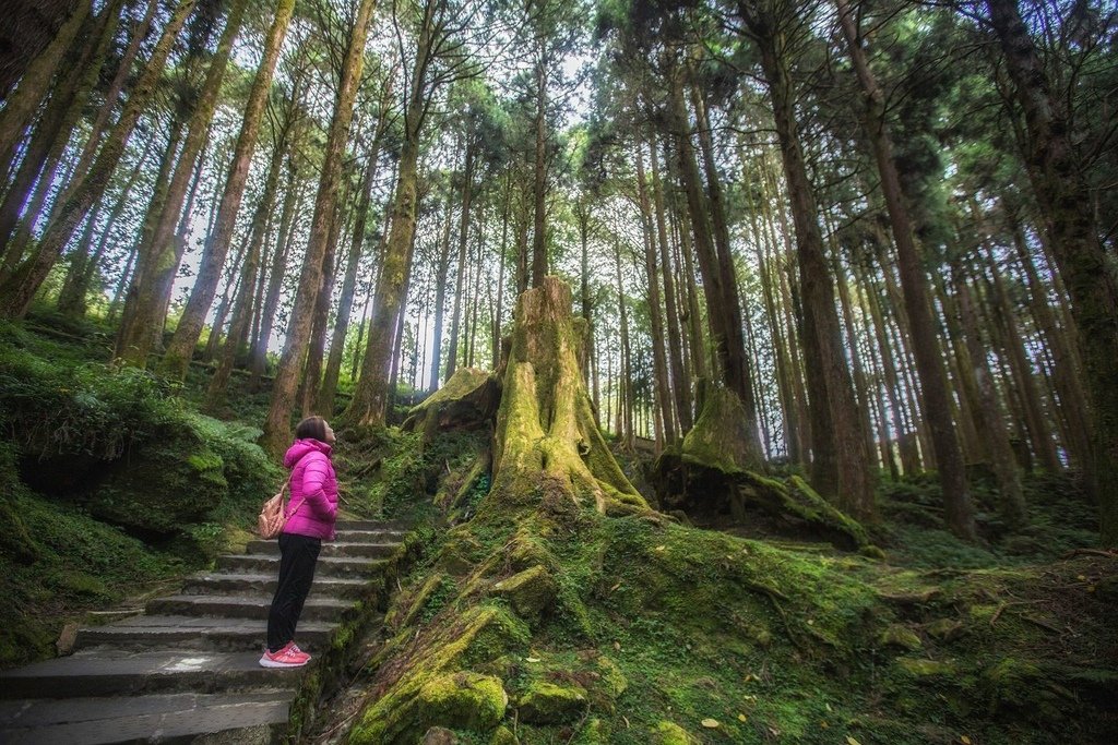 阿里山追雲海