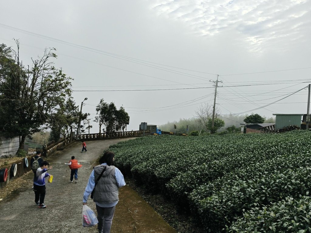 阿里山追雲海