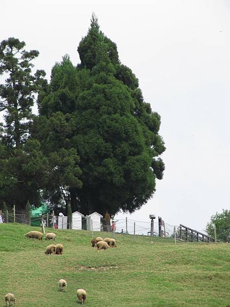 埔里清境日月潭 (588).JPG