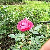 士林官邸玫瑰園 (6).JPG