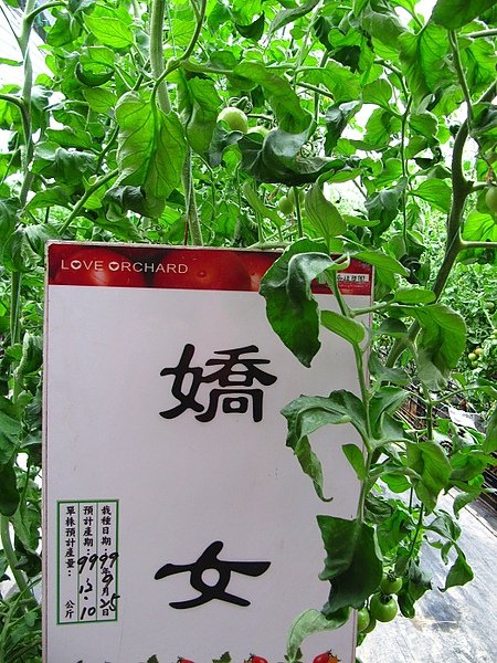 110122苑裡賞花趣 (206).jpg