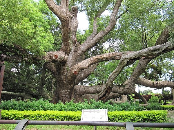 東勢大雪山 (50).jpg