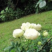 士林官邸玫瑰園 (13).JPG