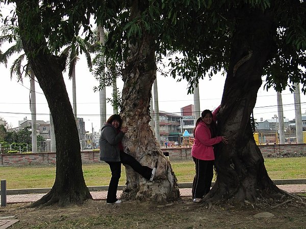 110122苑裡賞花趣 (257).jpg