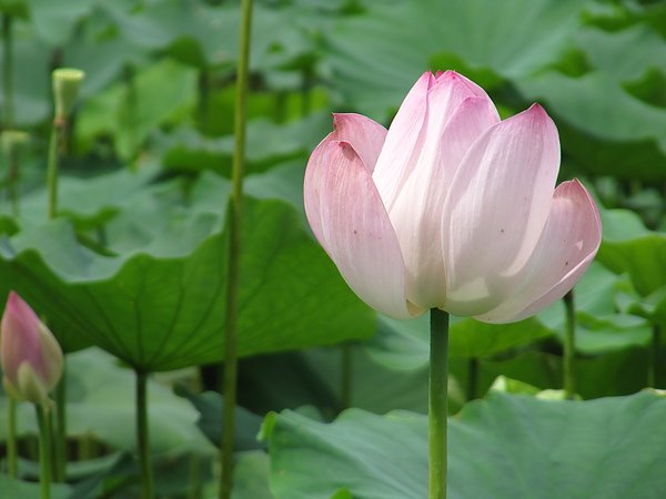 雙溪鐵馬賞蓮趣 (55).JPG