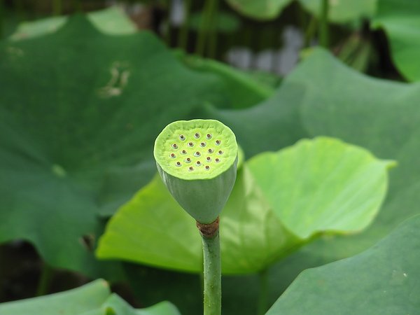 雙溪鐵馬賞蓮趣 (56).JPG