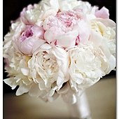 Peony 6.jpg