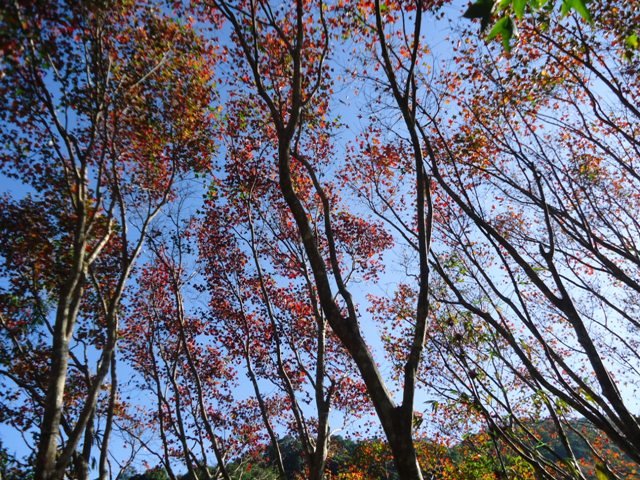 DSC09271