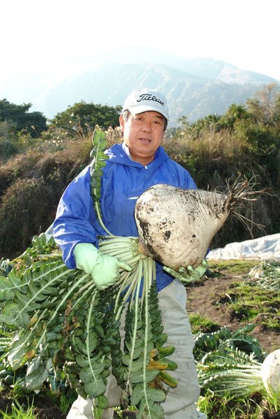 櫻島蘿蔔