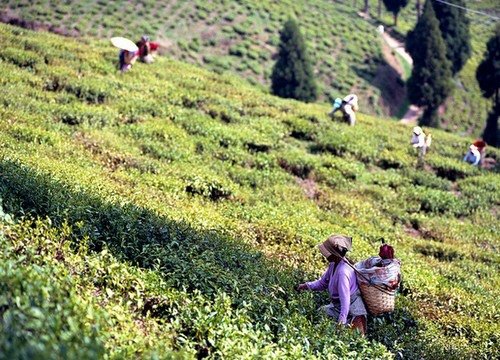 大吉嶺紅茶