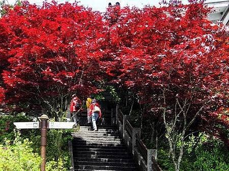 宜蘭大同太平山國家森林遊樂區