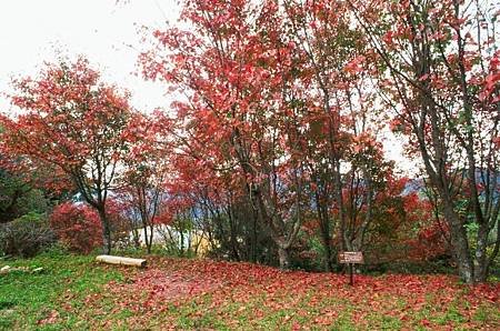 台中和平大雪山國家森林遊樂區