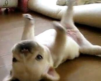 犬.JPG