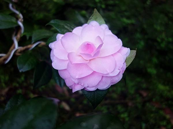 DSC03704.jpg