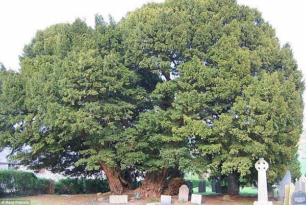 英國北威爾斯蘭格尼維紫杉4000年紅豆杉012.jpg