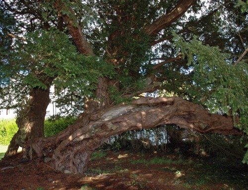 英國北威爾斯蘭格尼維紫杉4000年紅豆杉022.jpg