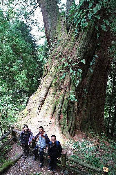 台灣新竹擎天神木2000年紅檜025.jpg