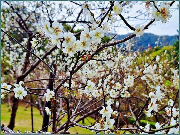 《桃園復興鄉景觀咖啡廳》角板山賞花的日子，青年活動中心比雅山