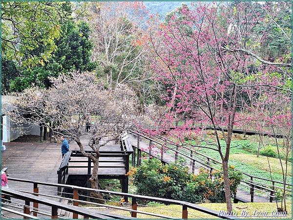 《桃園復興鄉景觀咖啡廳》角板山賞花、比雅山景觀咖啡廳賞景的日