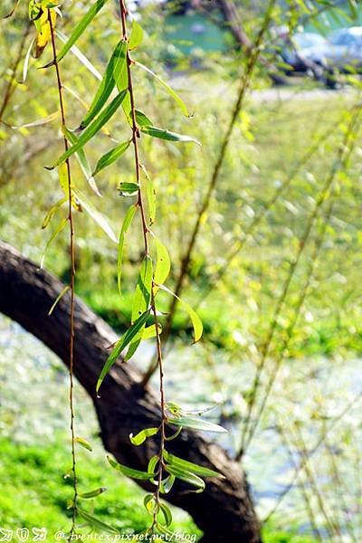 12_台南巴克禮公園