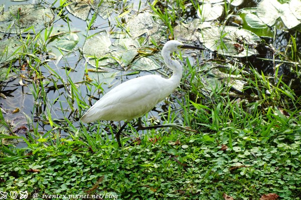 11_台南巴克禮公園