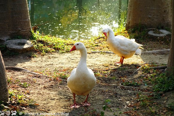 22_台南巴克禮公園