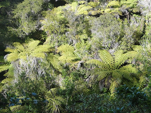 nz0916