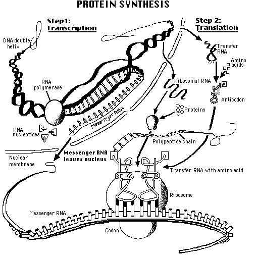 protein_synthesis.gif