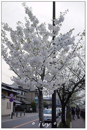 琵琶湖疏水