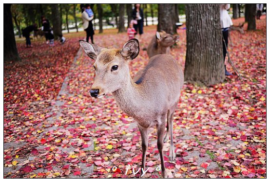 奈良公園